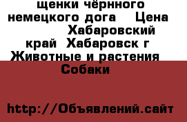 щенки чёрнного немецкого дога. › Цена ­ 7 000 - Хабаровский край, Хабаровск г. Животные и растения » Собаки   